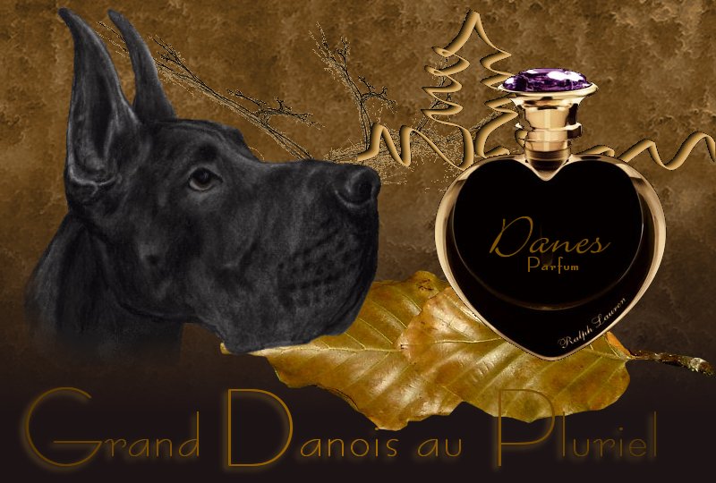 Grand Danois au pluriel