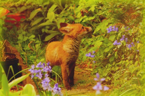 Fox War