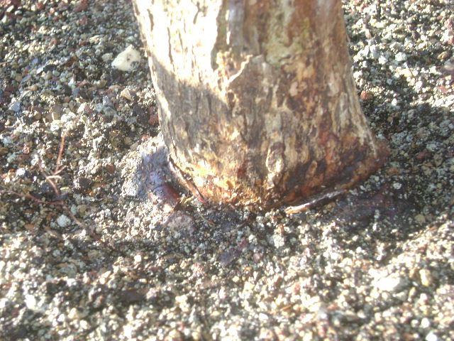 american elm tree bark. used for american elm