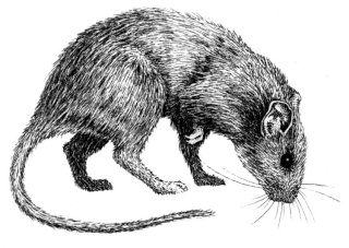 rat-sc11.jpg