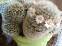 cactus11.jpg
