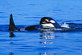 orques13.jpg