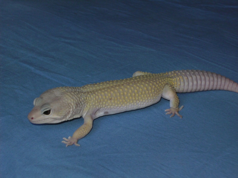 geckos13.jpg