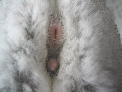 Chinchilla Porn