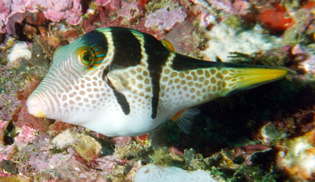 Valentini Puffer