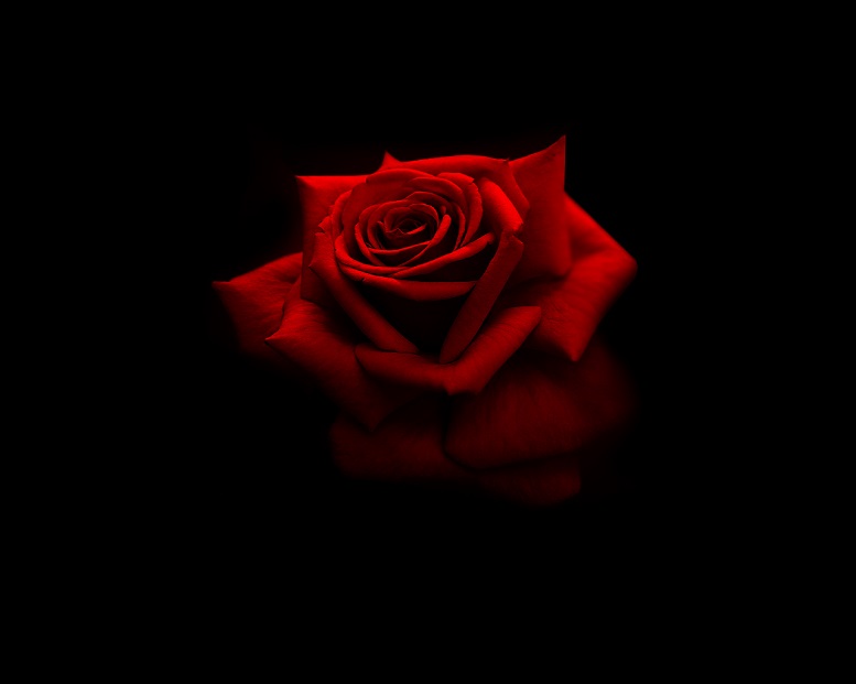 rose1810.jpg
