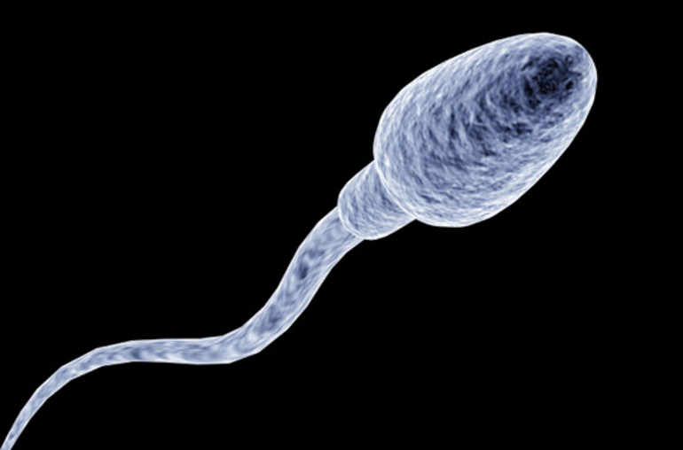 sperma10.jpg